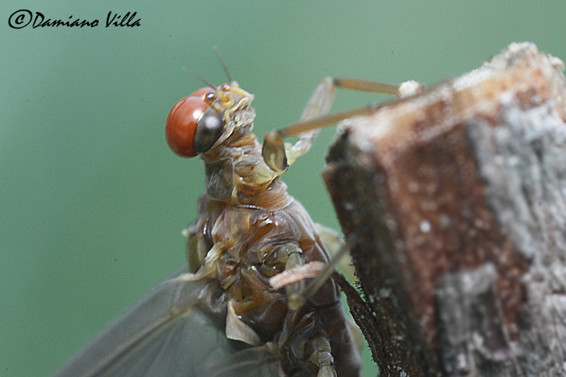 Serratella ignita maschio sub-imago